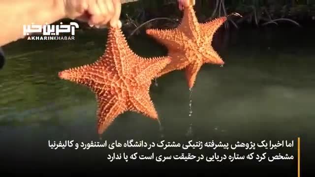 کشف جدیدترین ستاره های دریایی توسط دانشمندان