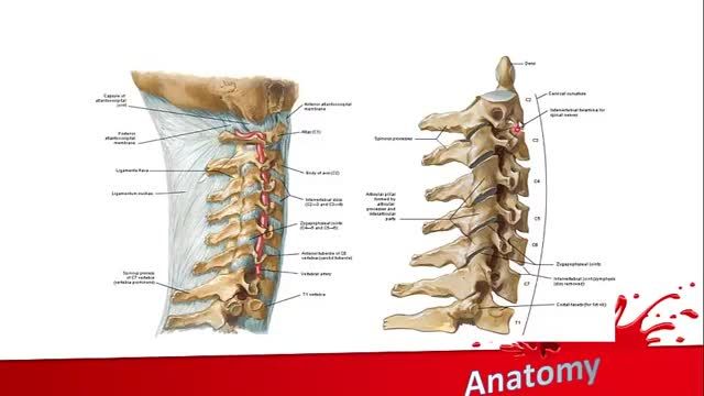 مهره های گردنی | آموزش جامع علوم تشریح آناتومی سر و گردن | جلسه دهم (2)