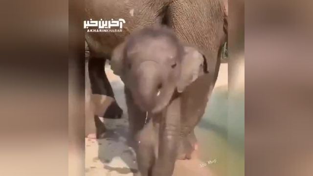 کنترل خرطوم فیل‌ ها | فیل ها تا یک سالگی نمیتوانند خرطوم خود را کنترل کنند!