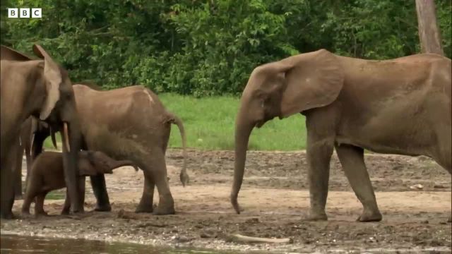 گردهمایی خانواده فیل ها | دنیای طبیعی فیل های جنگلی