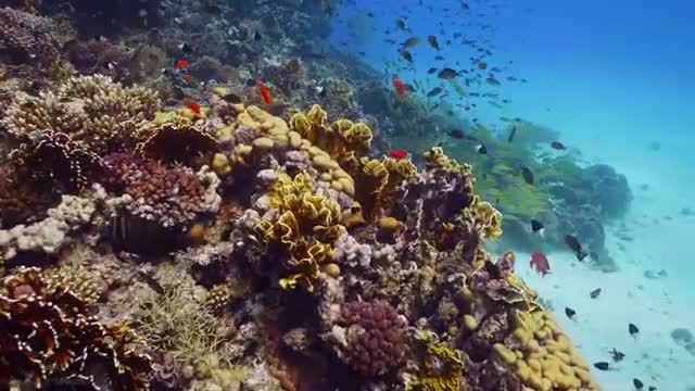 بهترین‌ تصاوی از دریای سرخ زیر آب | صخره‌ های رنگارنگ و زندگی دریایی + موسیقی