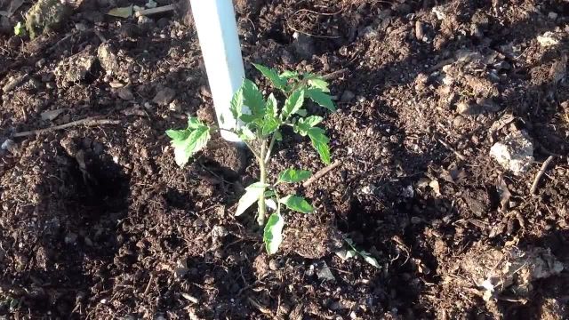 مراحل کاشت و پایه گذاری بوته گوجه فرنگی