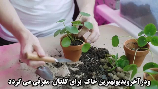 رشد گیاهان  آپارتمانی | خاک مناسب برای رشد گل های آپارتمانی