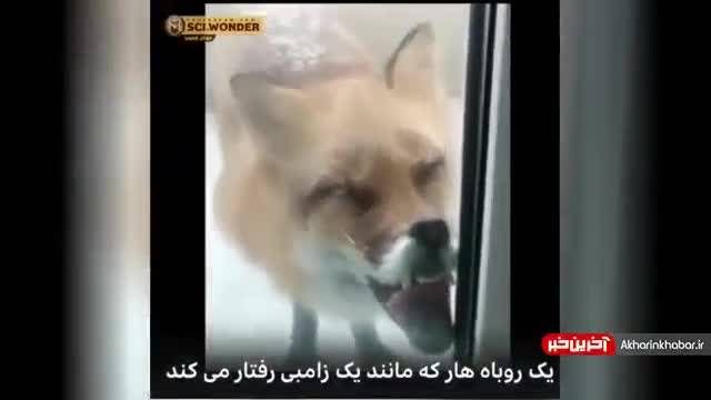 کلیپ زامبی شدن گرگ هار | ویدیو