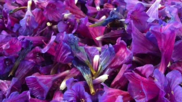 خواص گل گاوزبان برای التهاب و ورم کلیه