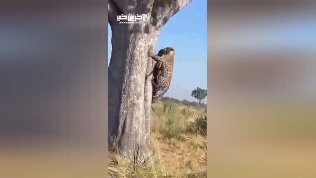 تلاش ناموفق پلنگ برای بالا بردن شکار روی درخت