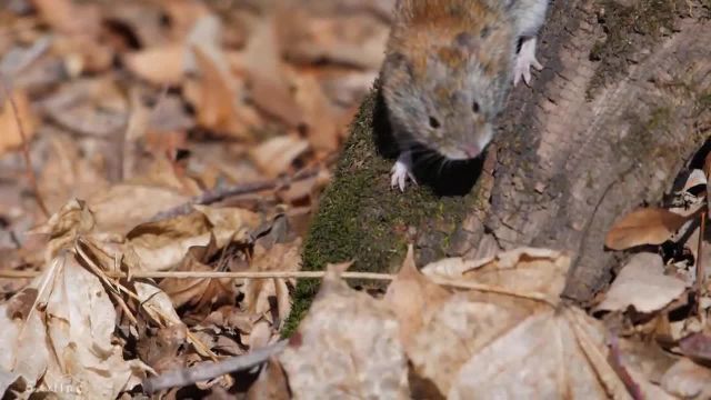 فیلم حیات وحش جنگل | پرندگان باورنکردنی و حیوانات کوچک جنگل