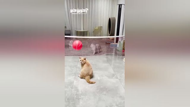 ویدئو والیبال بازی کردن 2 گربه در مقابل یک گربه بی خیال