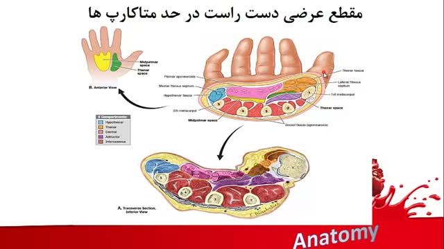 آناتومی مقاطع عرضی اندام فوقانی و تحتانی | آموزش آناتومی مقطعی بدن | جلسه دوازدهم (3)