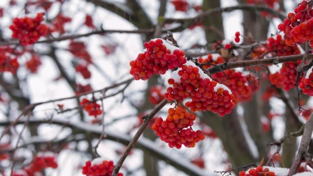 ویدئوی آرامش طبیعت | زیبایی زمستانی درخت های اولکساندریا، بیلا تسرکوا، اوکراین