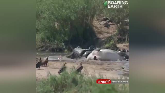 مبارزه مرگبار 2 تمساح در رودخانه | مستند حیات وحش