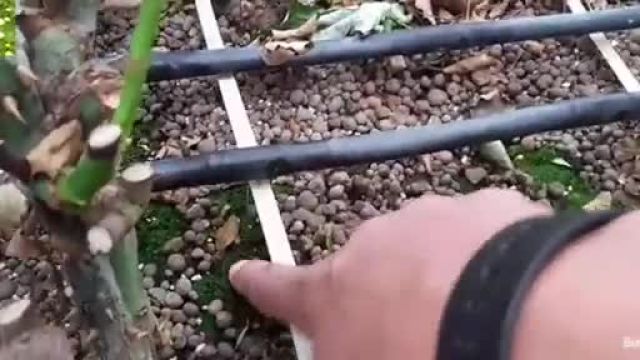 راهنمای کامل برای کشت گل رز با استفاده از خاک مرغوب