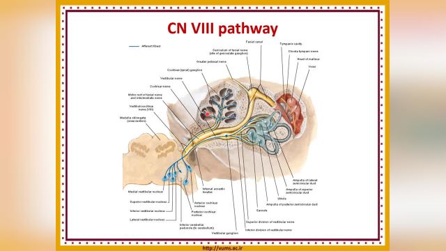 آموزش جامع و کامل نوروآناتومی | جلسه هفدهم (5) | اعصاب مغزی (Cranial Nerves)