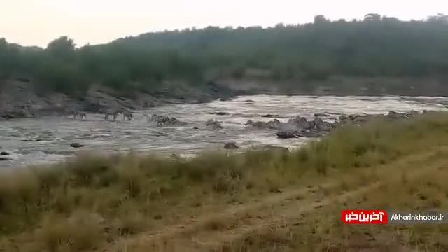 لحظه کمین تمساح  برای شکار گورخر هنگام عبور از رودخانه | ویدیو
