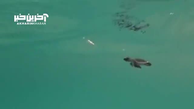 شنای جوجه لاک‌ پشت پوزه عقابی در آبهای کیش