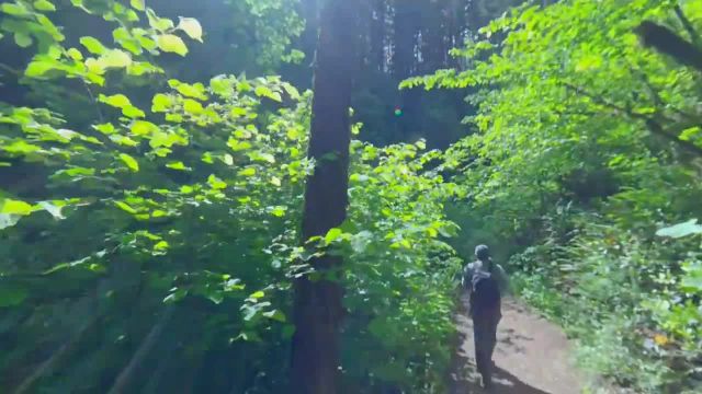 پیاده‌ روی در جنگل در امتداد مسیر ده آبشار | آرامش مجازی در جنگل | قسمت 3