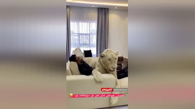 غرش وحشتناک یک شیر در آغوش یک مرد وسط خانه‌اش | ویدیو