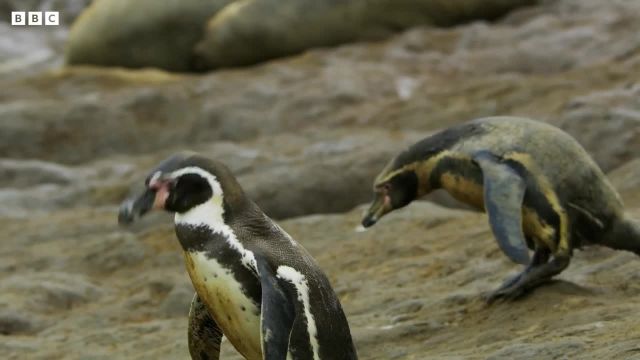 ویدیویی از پنگوئن هایی که موج سواری می کنند!