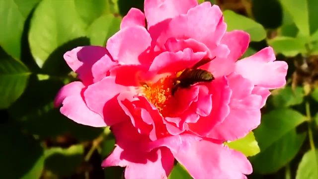 زنبورهای زیبا | مناظر طبیعت شگفت انگیز در سیاره زمین و بهترین موسیقی آرامش بخش