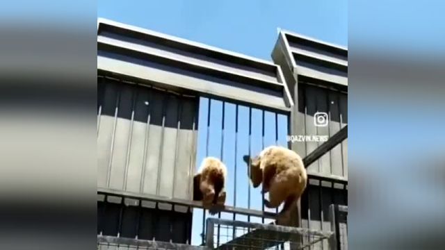 بیرون آمدن خرس‌های قهوه‌ای قزوین از قفس | ویدیو