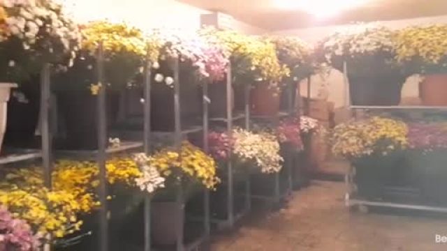 نگهداری گلها در سردخانه؛ روشهایی برای بالا بردن طول عمر گل ها