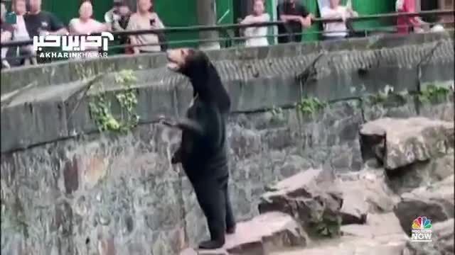 کلیپ خرس انسان‌نما در باغ‌وحش چین