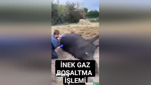 نجاتِ یک گاو در مرز انفجار توسط دامپزشک با خالی کردن گاز شکم