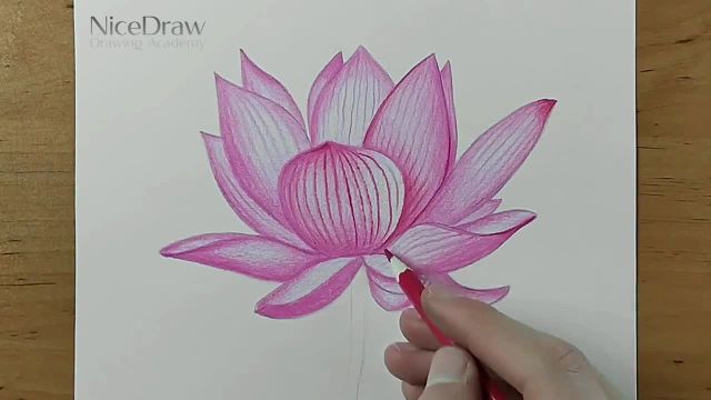 هنر کشیدن گل نیلوفر آبی خیره کننده با مداد رنگی در گام های ساده