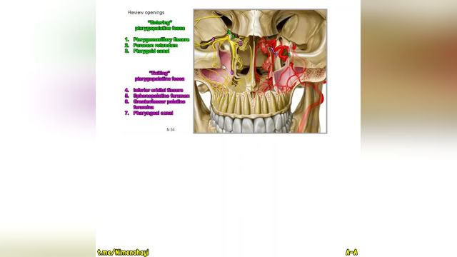 وبینار استخوان شناسی آناتومی سر و گردن | جلسه سوم (بخش 3)