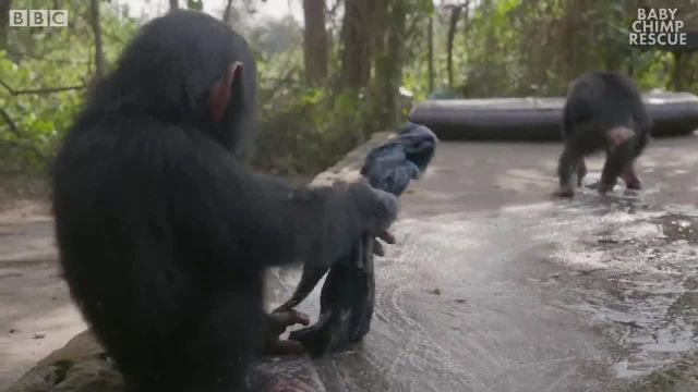 بچه شامپانزه ها در حال بازی با حباب ها | این ویدیو را حتما ببینید!