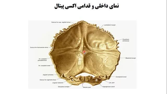 استخوان های جمجمه (Skull) | آموزش جامع علوم تشریح آناتومی سر و گردن | جلسه اول (8)