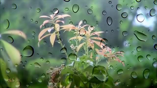 باران ملایم و بهاری را با دیدن این ویدیو احساس می کنید!