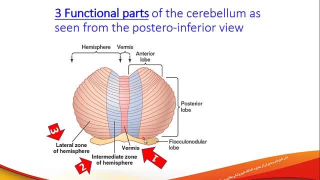 مخچه (Cerebellum) | آموزش فیزیولوژی اعصاب | جلسه بیست و یکم (1)