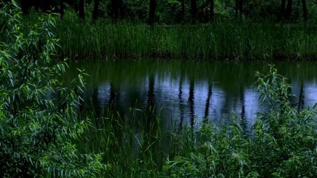 صداهای دریاچه در شب | صدای طبیعت برای رسیدن به آرامش