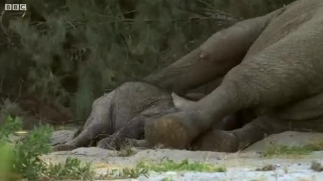مبارزات یک بچه فیل برای زنده ماندن1