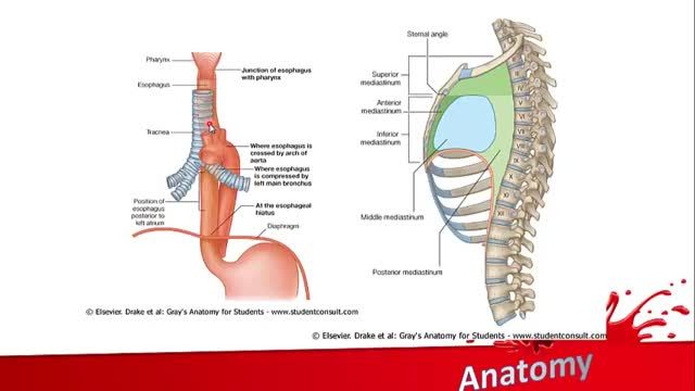 آناتومی مقطعی قفسه سینه | آموزش آناتومی مقطعی بدن | جلسه نهم (1)