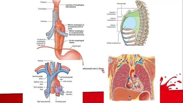 آناتومی مقطعی قفسه سینه | آموزش آناتومی مقطعی بدن | جلسه نهم (2)