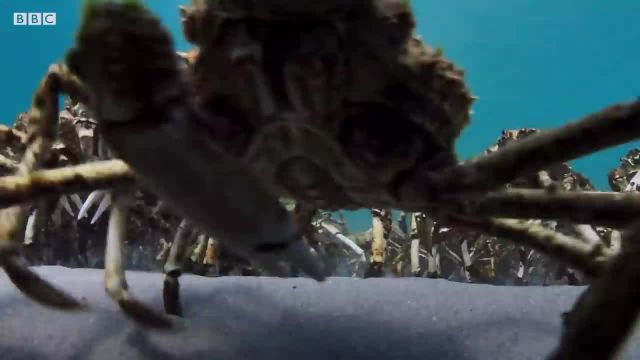 سفره ماهی در کمین ارتش خرچنگ ها!