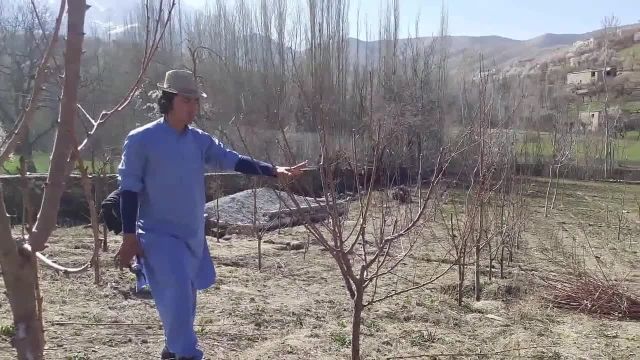 روش شاخه بری درخت شفتالوی 3 ساله با نتیجه مطلوب