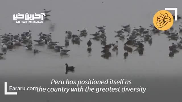 پرو: مهدی برای بیشترین تنوع پرندگان در جهان