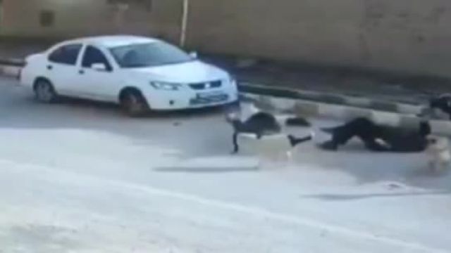 حمله 6 سگ ولگرد به شهروند اصفهانی | فیلم
