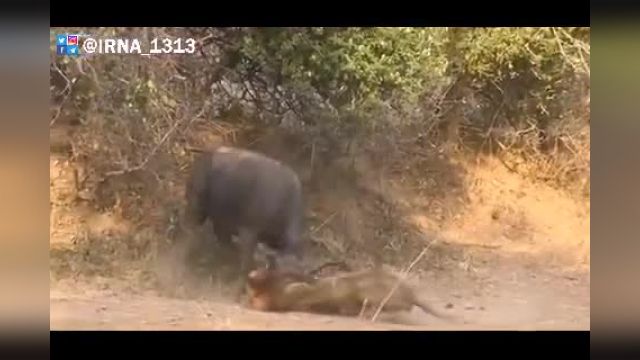 حمله شیر به بوفالو که با دفاع جانانه بوفالو روبرو شد | مستند حیات وحش