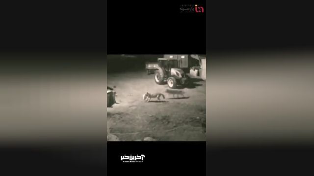 ویدئویی از حمله ترسناک یک گرگ به سگ