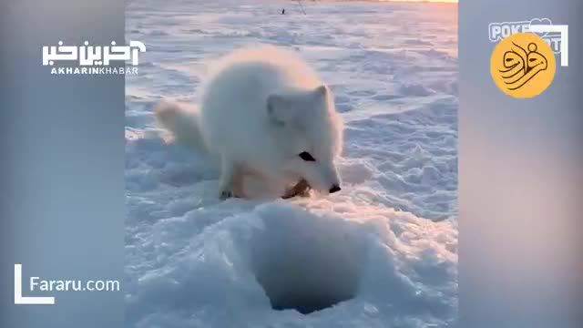 کلیپ بامزه از روباه قطبی حیله گر | ویدیو