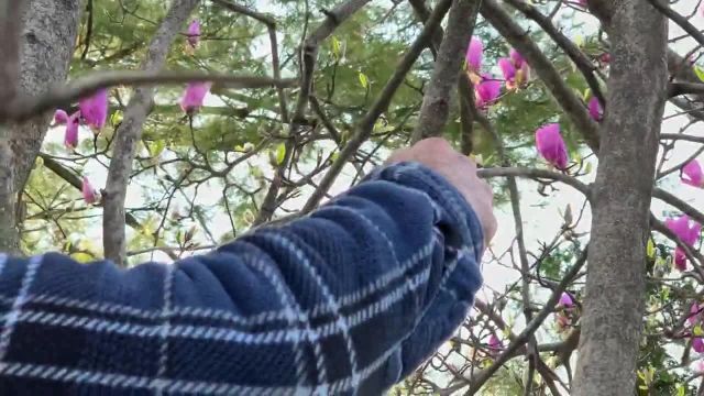راهنمای کاشت و قلمه زنی درخت مگنولیا