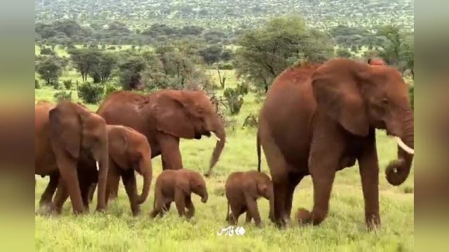 در اتفاقی نادر یک فیل آفریقایی دوقلو زایمان کرد