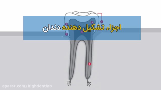 اجزاء تشکیل دهنده دندان