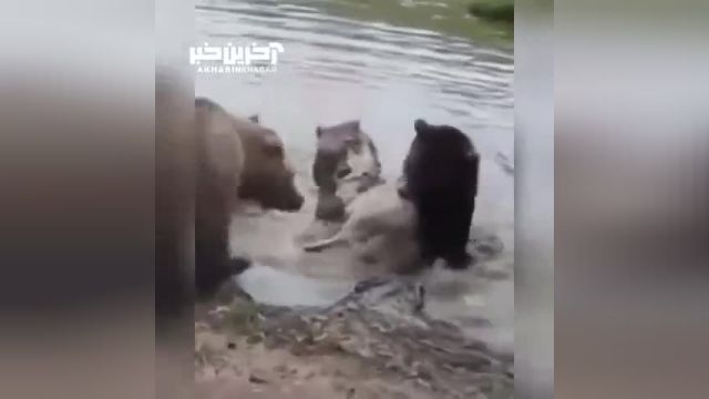 جدال مرگبار خرس ها با گرگ ها