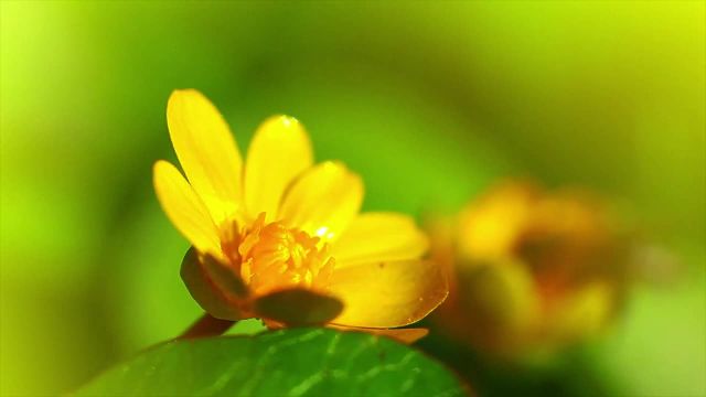 گل های بهاری | مناظر زیبای طبیعت و موسیقی آرامش بخش