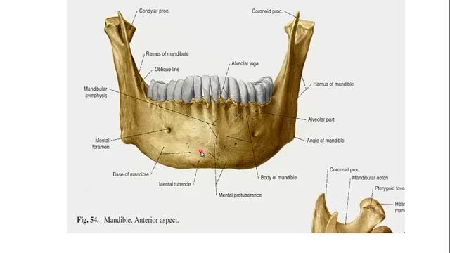 استخوان های جمجمه (Skull) | آموزش جامع علوم تشریح آناتومی سر و گردن | جلسه اول (19)